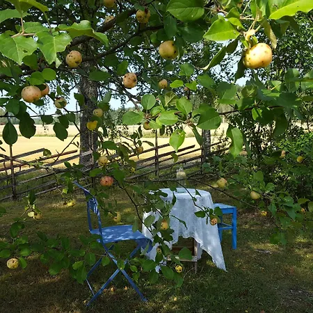 Vuorenpaeae * Tammela